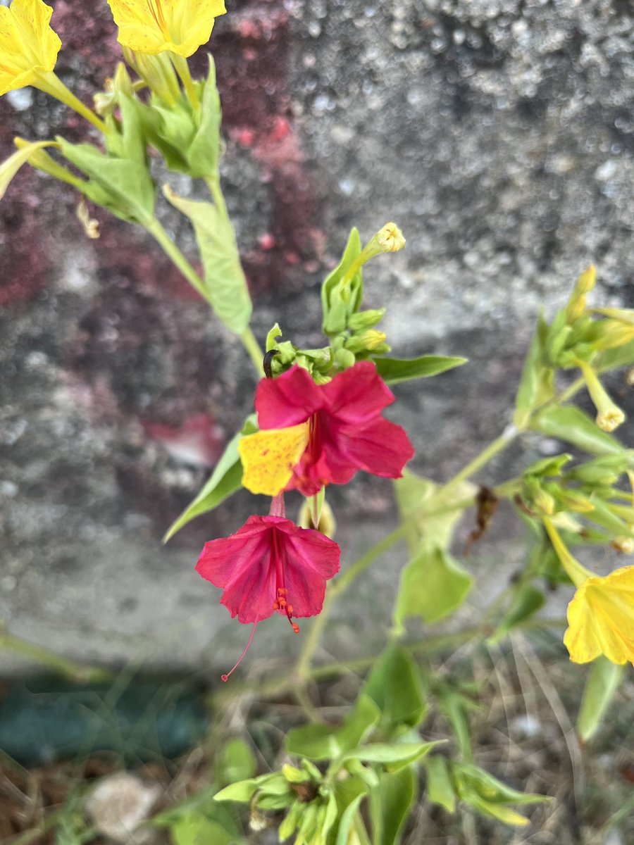 Sebastian Samwald (Basti) tweet media