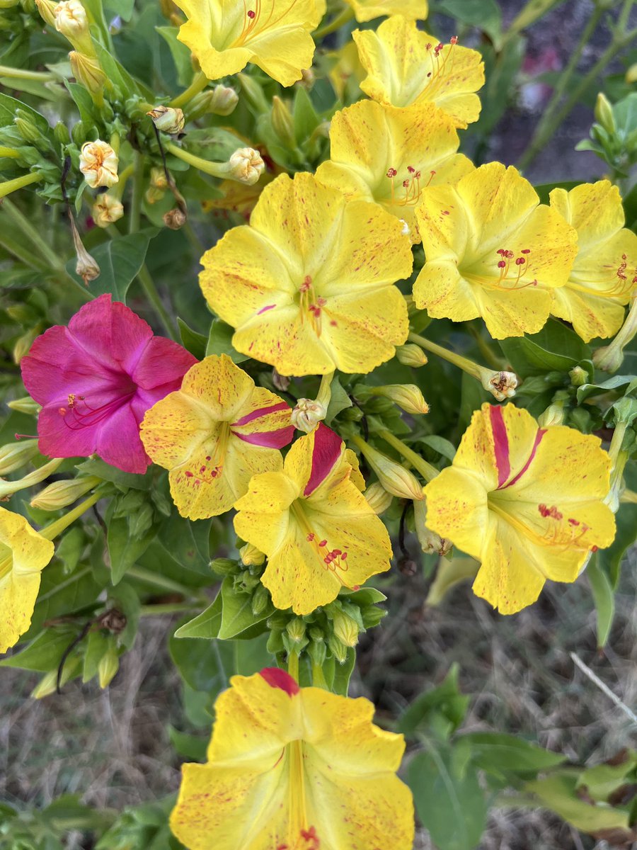 Sebastian Samwald (Basti) tweet media