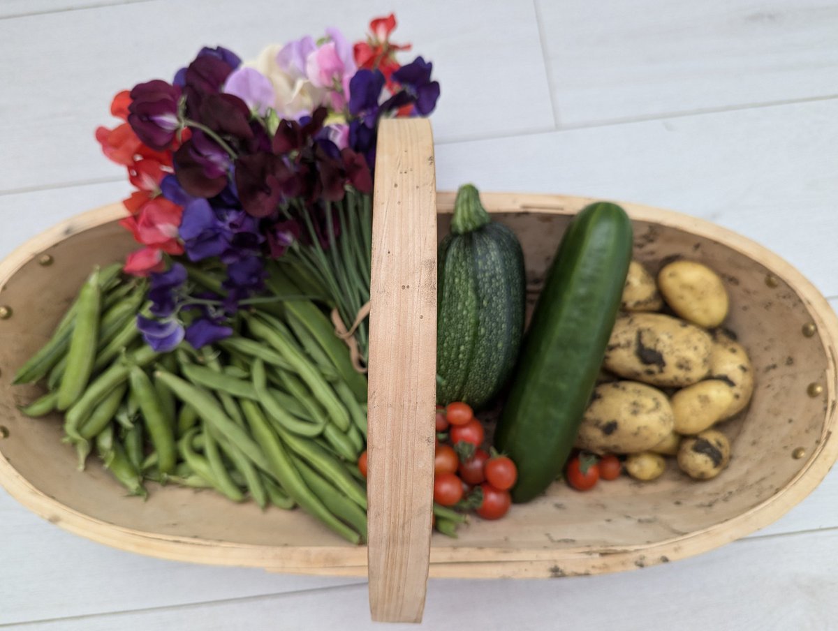 Ex Polytunnelhermit 🌿 tweet media