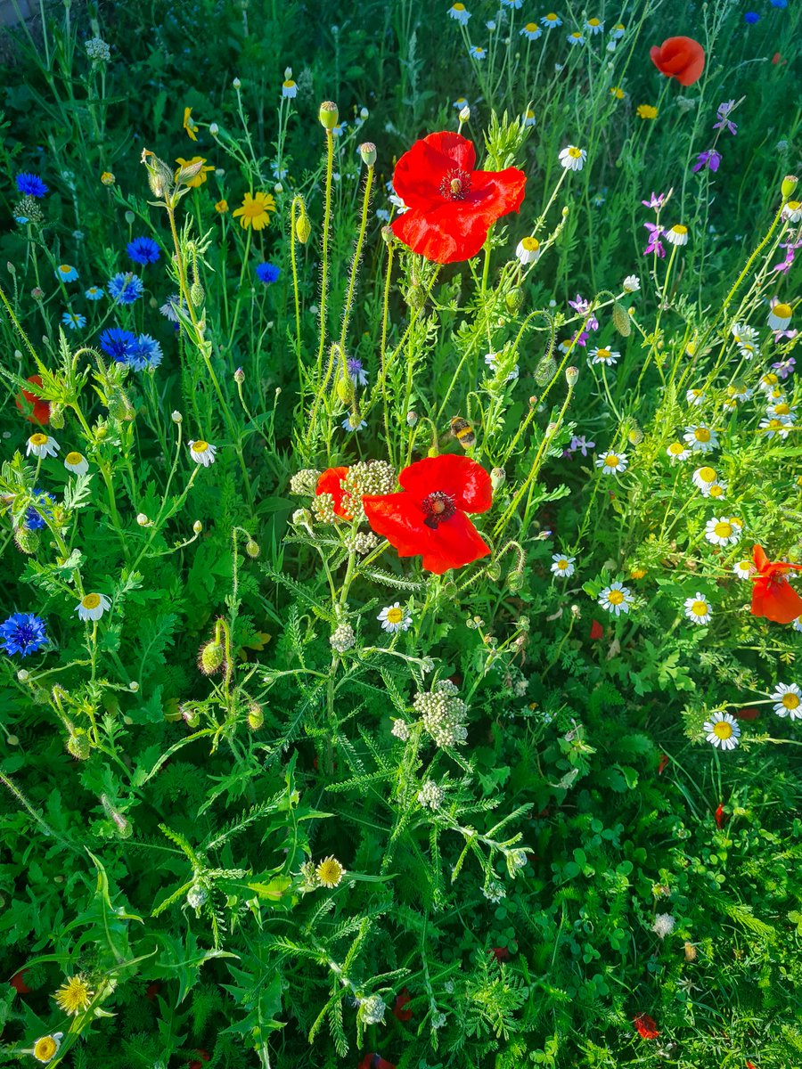 HelpMeRuddocks's tweet photo. Thanks to the amazing Edward Crowther at @mysquaremetreuk, our front lawn has never looked better!

From our 98sqm, this year we expect over 50,000 #wildflowers to bloom, with 28 varieties producing nectar to feed 5,000 bees and take in around 290kg of CO2🐝 https://t.co/pBKDkJSSfQ