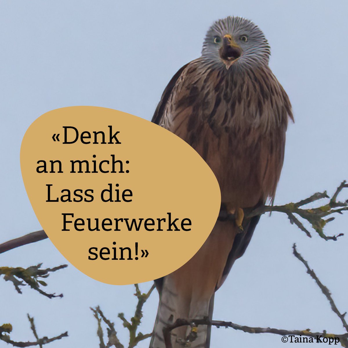 Feuerwerke sind für Wildtiere eine riesige Stressbelastung. Dadurch steigt das Risiko von Todesfällen und Verletzungen durch Unfälle oder Herzinfarkte.
Dies zeigt sich auch auf der Greifvogelstation: In den Tagen nach dem 1. August werden deutlich mehr Patienten eingeliefert.