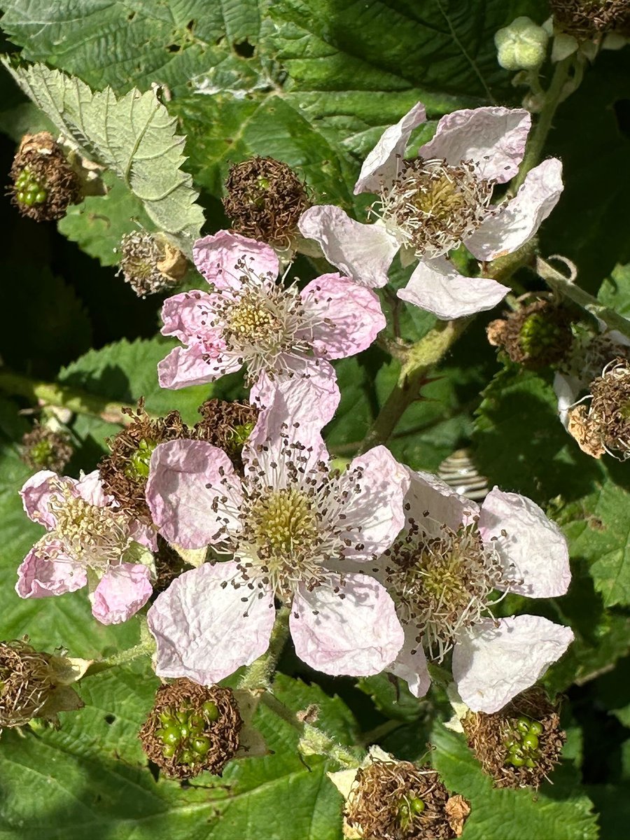Friends of Castlemilk Park tweet media
