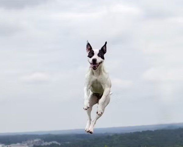 SENDOR DOG tweet media
