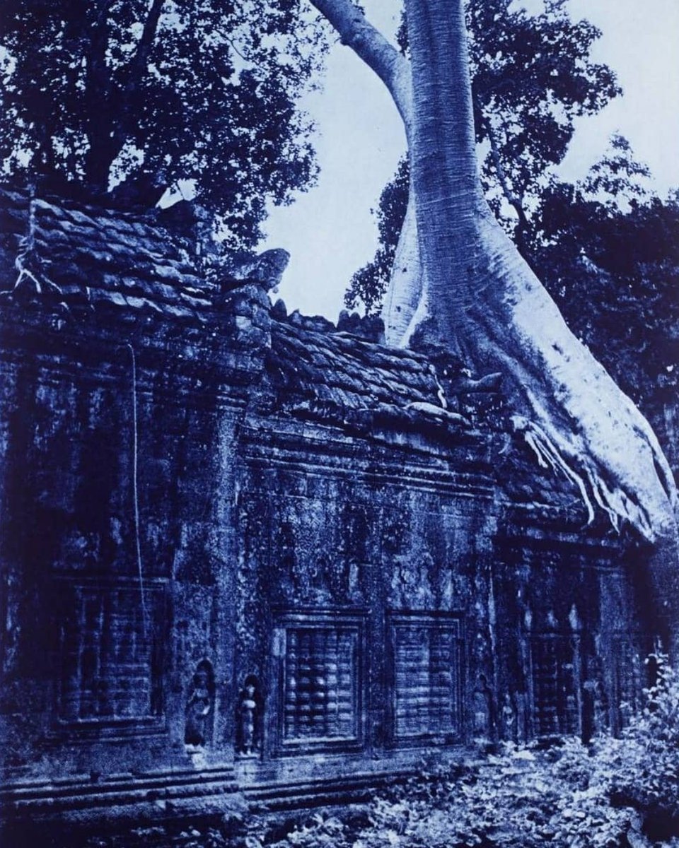 Tate's tweet photo. These beautiful blue tree scenes are taken from a portfolio of ten prints titled 'Blue Sisters, Structures of Deviance' by Swiss artist #HelmutFederle. 💙 📷
​
​🔵 Angkor, Cambodia, 1994​
💙 Amazon, Peru, 1988
​🔷 Morocco, 1998 https://t.co/YhY9KRXohu