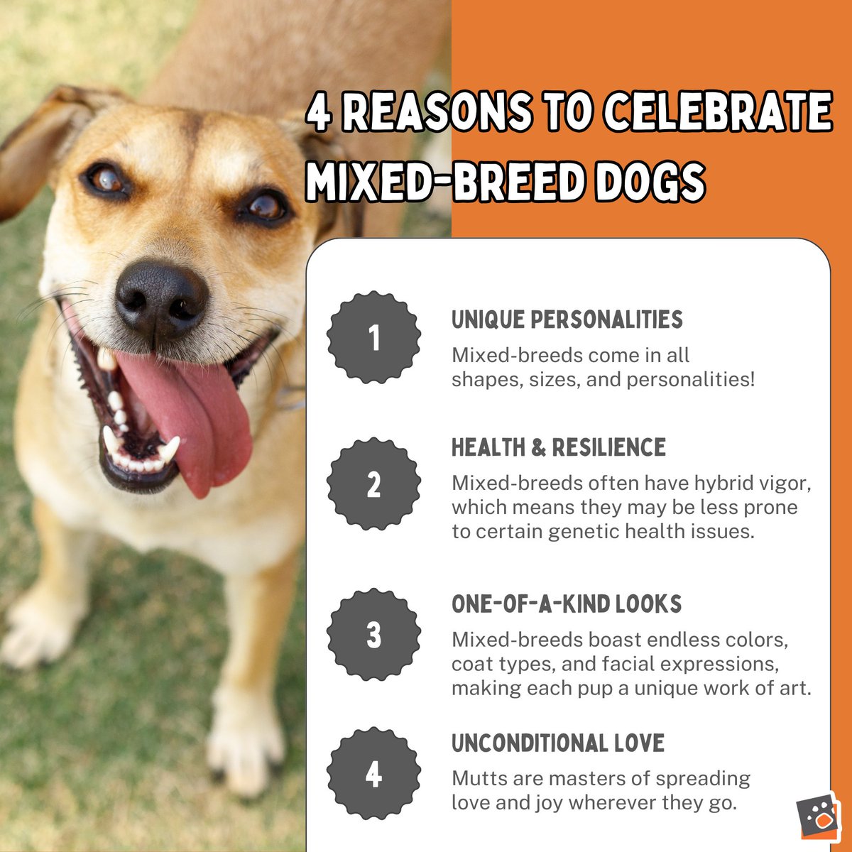 Let's raise a paw to our marvelous mixed-breed companions today and every day! 🎉🐶❤️ Here are 4 pawsome reasons to honor our beloved mutts. #NationalMuttDay