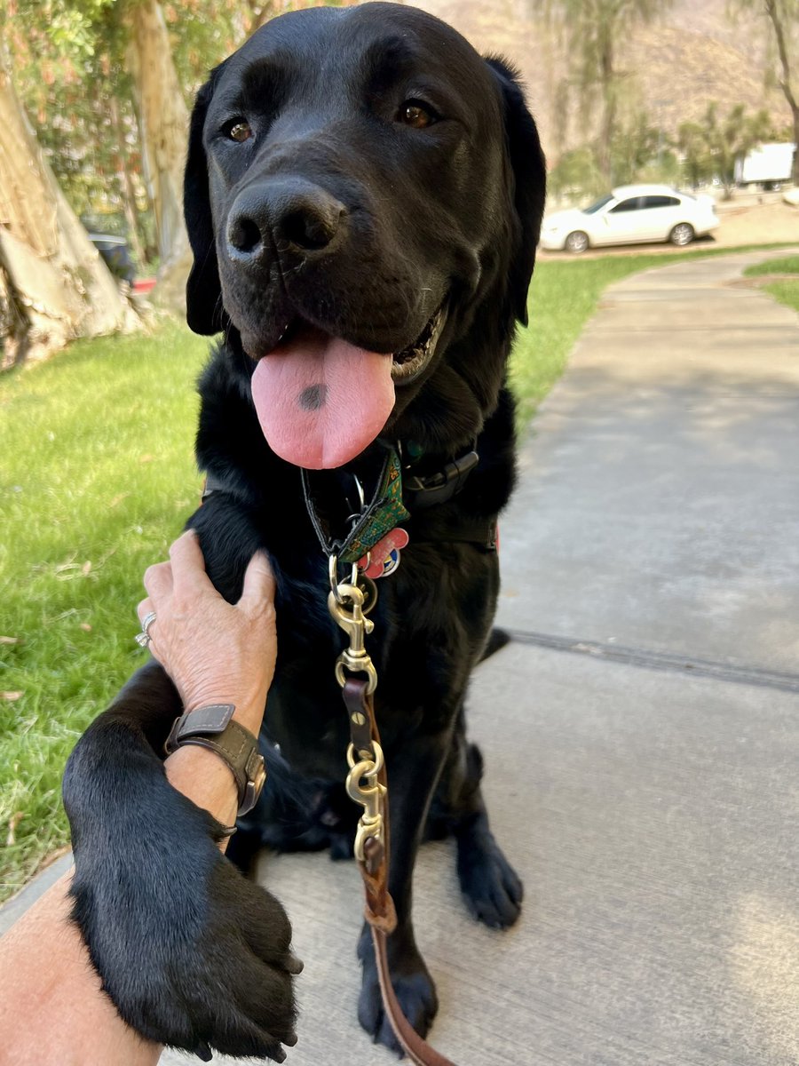 This past trip was a step in building a strong partnership for Mom and Pax. Mom said he did an exceptional job, Pax let Mom know that he too thought she was pretty amazing. A partnership developed. 

The beginning of a service dog/handler journey can be tricky sometimes learning