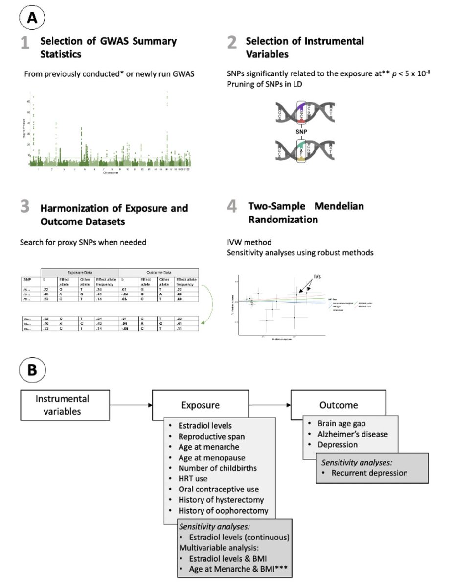 Dr. Claudia Barth (@nifti12.bsky.social) (@nifti12) on Twitter photo New Preprint 🚨! In this preregistered study, <a href="/hannah_oppen/">Hannah Oppenheimer</a> investigates the causal link of estradiol levels and factors related to estradiol exposure with brain age gap, Alzheimer’s disease risk, and depression risk, using Mendelian randomisation (MR).
osf.io/preprints/osf/… New Preprint 🚨! In this preregistered study, <a href="/hannah_oppen/">Hannah Oppenheimer</a> investigates the causal link of estradiol levels and factors related to estradiol exposure with brain age gap, Alzheimer’s disease risk, and depression risk, using Mendelian randomisation (MR).
osf.io/preprints/osf/…