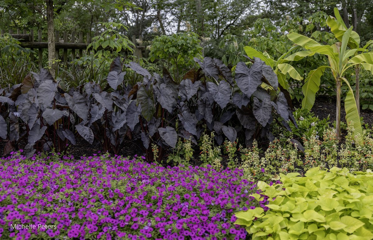 Beautiful blooms!
