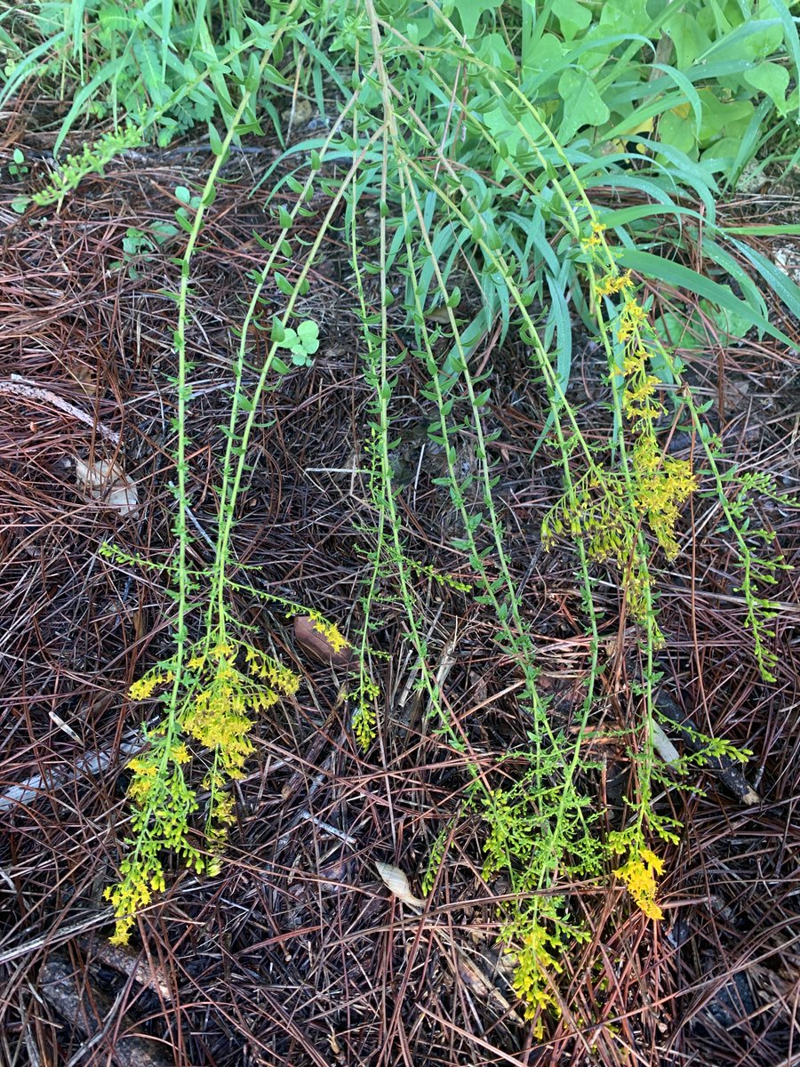 McCarty Woods update-There is a lot flowering along the woodland edges now, especially the east side.  Here are just a few examples (the goldenrod is another new addition to the flora of the woods!!).