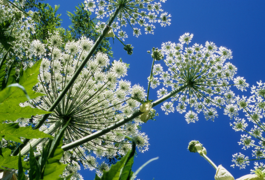 UKFirstAid's tweet photo. At 9/10ths of the height of a giraffe, the giant hogweed may sound like a plant from a Roald Dahl book. Unfortunately, it’s anything but a BFG as it can give a nasty burn.

Find out how to give first aid if needed:

https://t.co/WrKskAJK5c

#FamilyFirstAid https://t.co/Q4pBXohEZR