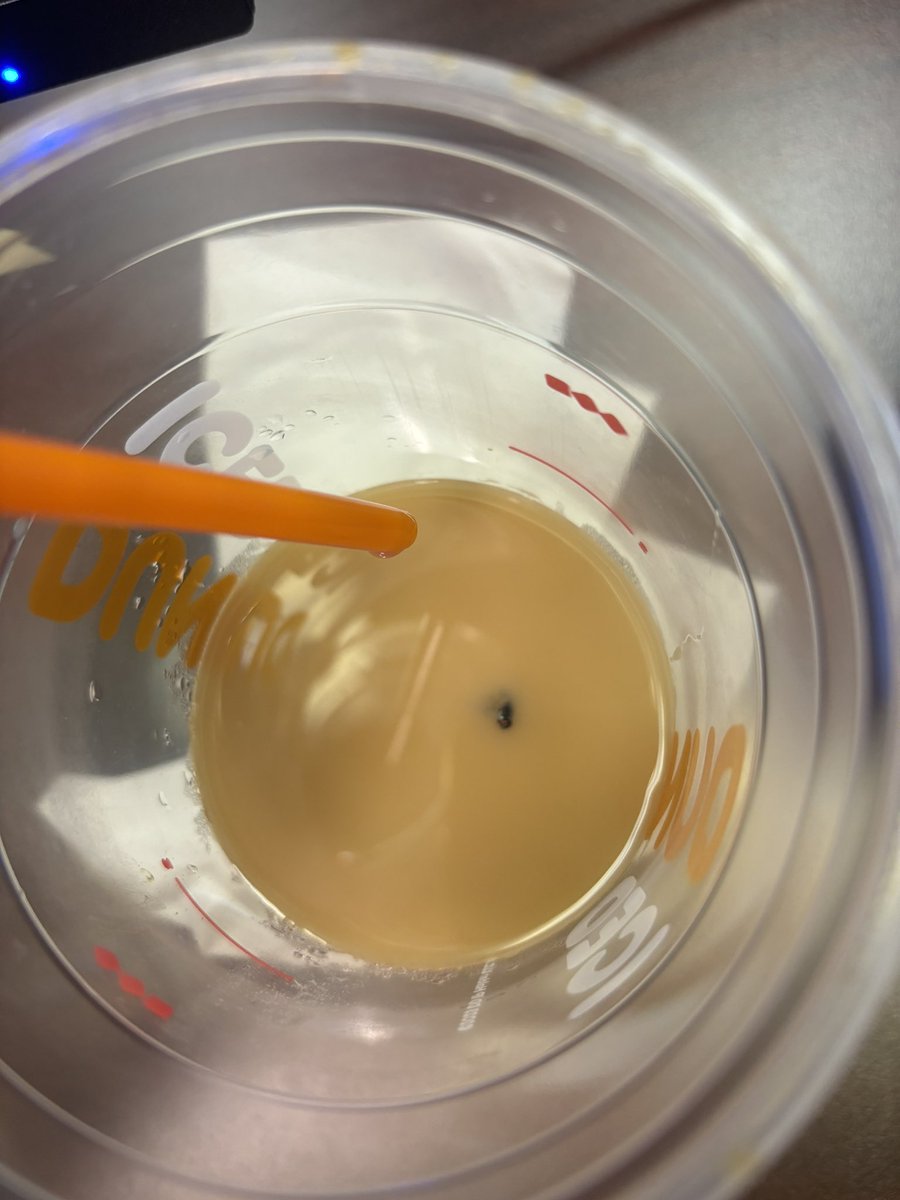 marinaasep's tweet photo. @dunkindonuts actually nasty. tried to report the fly found in my dunkin order and the chat cut me off mid explaining my issue. https://t.co/bOw1hY7Rje