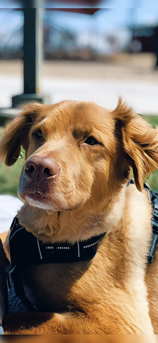 Meet Moose! The best little buddy I’ve ever had. No 🔴 live today and for the rest of the week until Monday. Have a great rest of the week &amp; weekend!