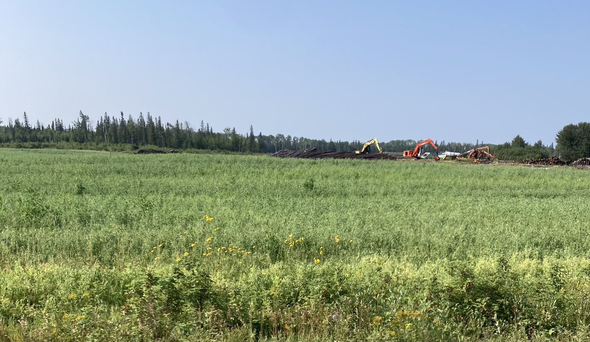 LeanderCampbell's tweet photo. A mix of peas and oats n the foreground with land clearing in behind. Near Kapuskasing. #Ontag #cropmap24 https://t.co/uetBwGz9Te