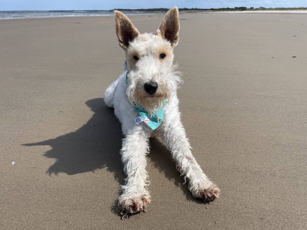 clare skyfall 🐾 🦊🇬🇧 🌺🏕️🏴󠁧󠁢󠁥󠁮󠁧󠁿 tweet media