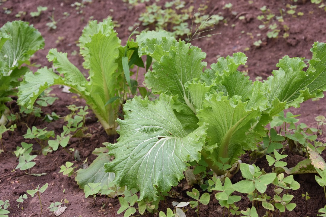 Sun, soil, and care - the perfect recipe! 🌞🌱
sites.google.com/view/abizardi
 #GardeningCommunity #Horticulture