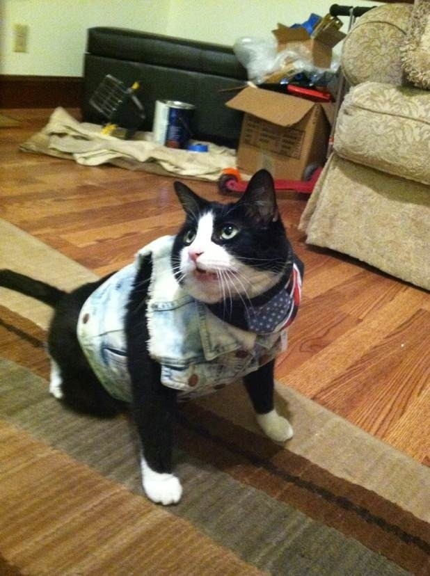 boturitter's tweet photo. 10:26 Surprise Cat
This cat is rockin' the denim look!  He's ready to hit the catwalk, or at least the catnip bowl. 😎 #CatFashion #DenimDreams #MeowModel 😻🐈‍⬛ https://t.co/NBvgTt6PKb