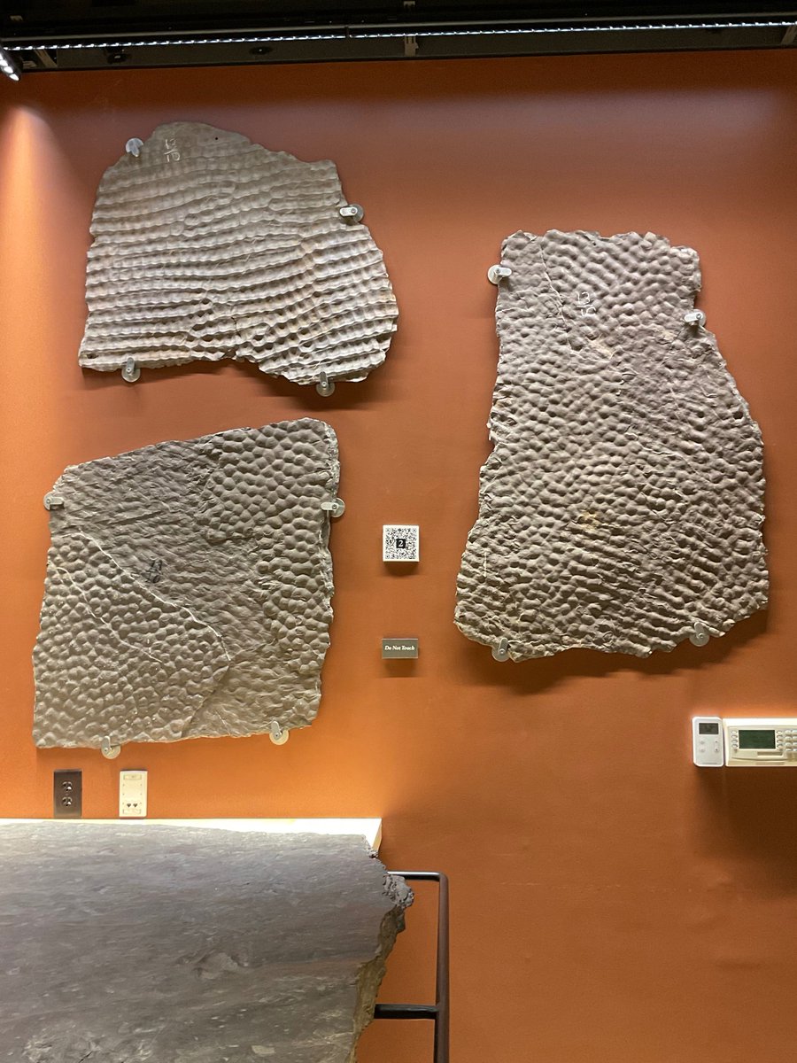 Beneski Museum of Natural History tweet media