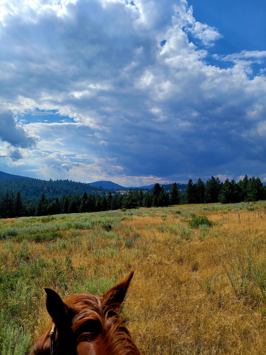 carmenpeone's tweet image. dark clouds bring relief 
raindrops help retard wildfires 
so much more's needed

What's the wildfire status in your region?

#haiku #rain #wildfireupdate