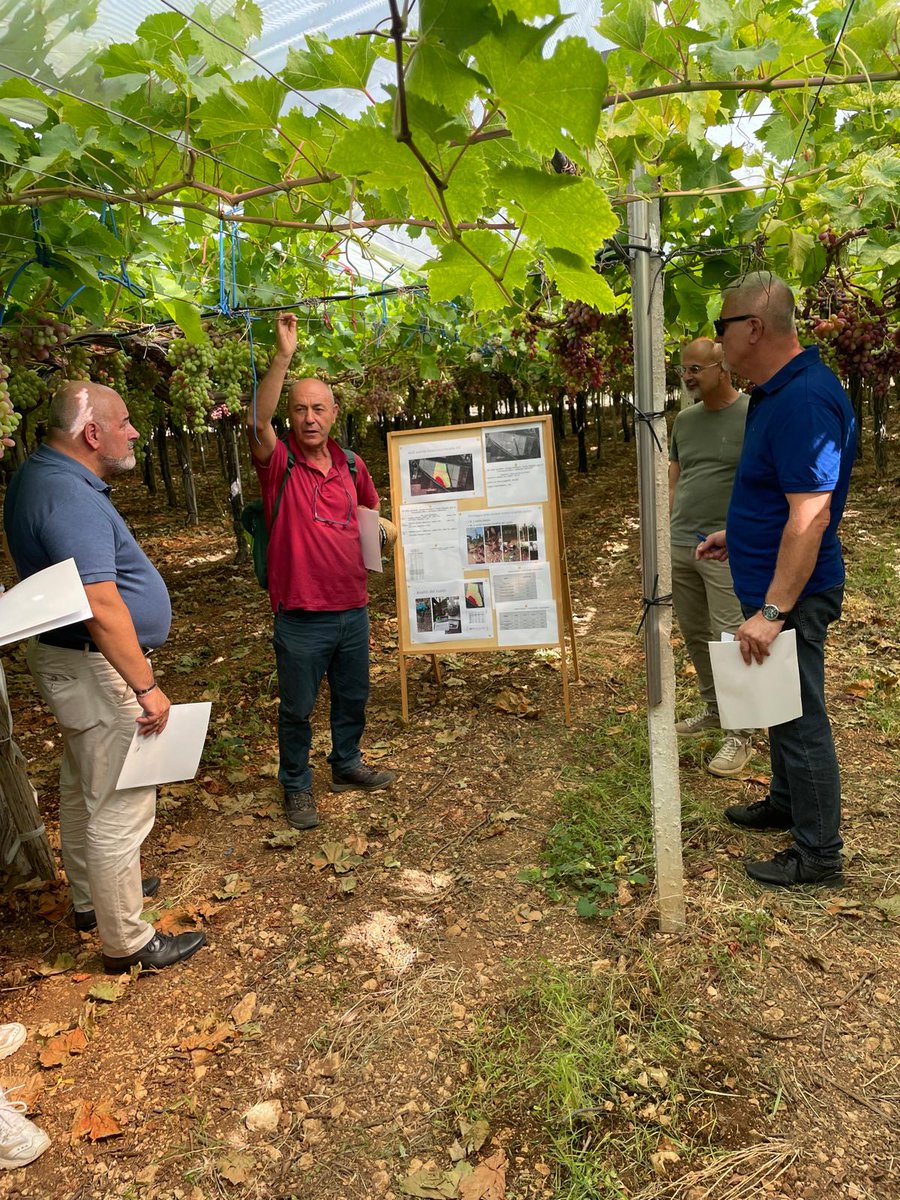 31 luglio 2024: Italia ortofrutta è alla visita guidata presso APOC O.P. di Salerno per il progetto di ricerca sull' Uva da tavola.