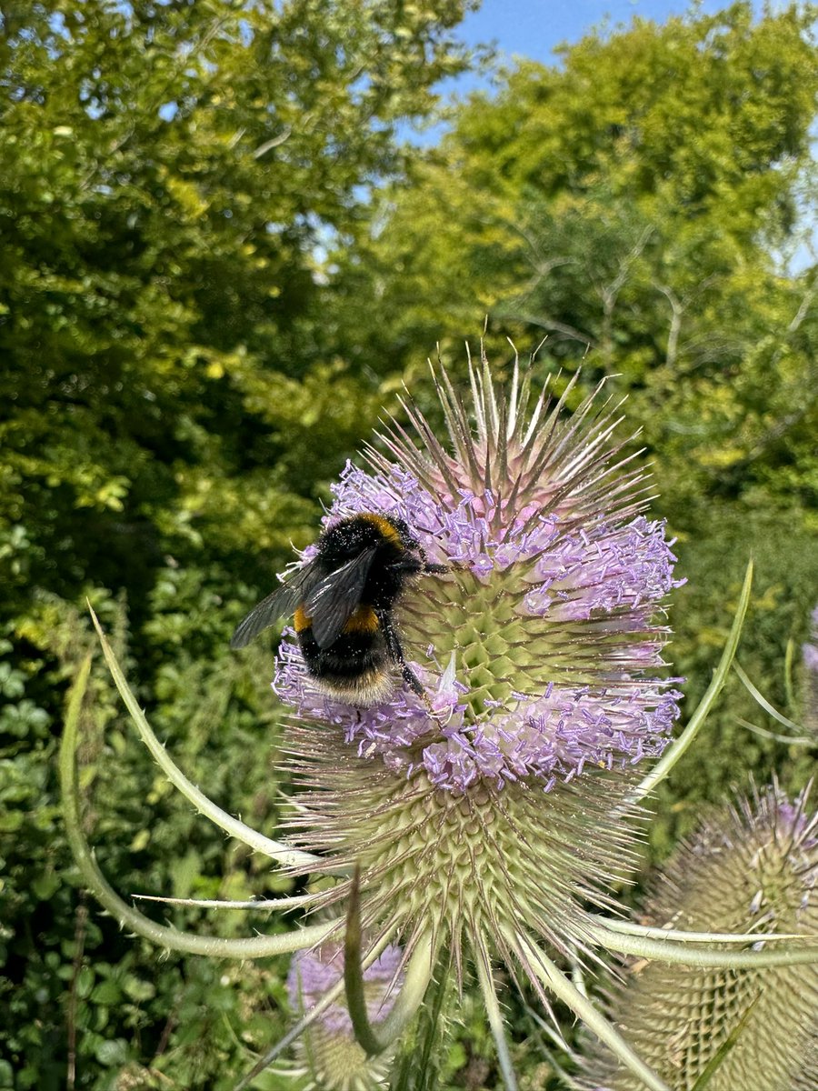 Finally some great insect sightings on today’s bee hotel survey for #thebigbeehotelexperiment - which is your favourite? Comment👇

Our <a href="/wildcommunityuk/">The Wildlife Community</a> hotel is getting booked up as well with several different species using the hotel! 

#bee #beehotel
