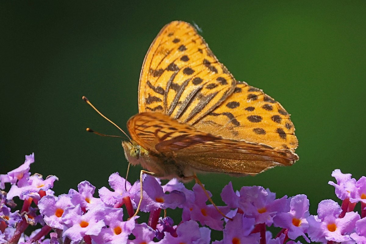 Buddleia bush along cycle track at Naburn Wood still proving attractive this morning - Peacock, Small Tortoiseshell, Red Admiral, Comma, Meadow Brown, Gatekeeper, Brimstone, Large White and Silver-washed Fritillary <a href="/BC_Yorkshire/">Butterfly Conservation Yorkshire</a>