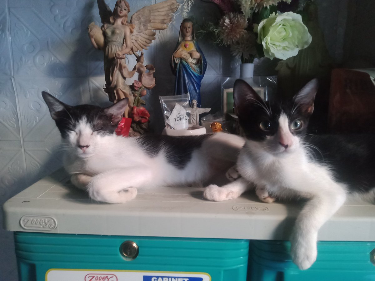 lisan val gaib tweet media