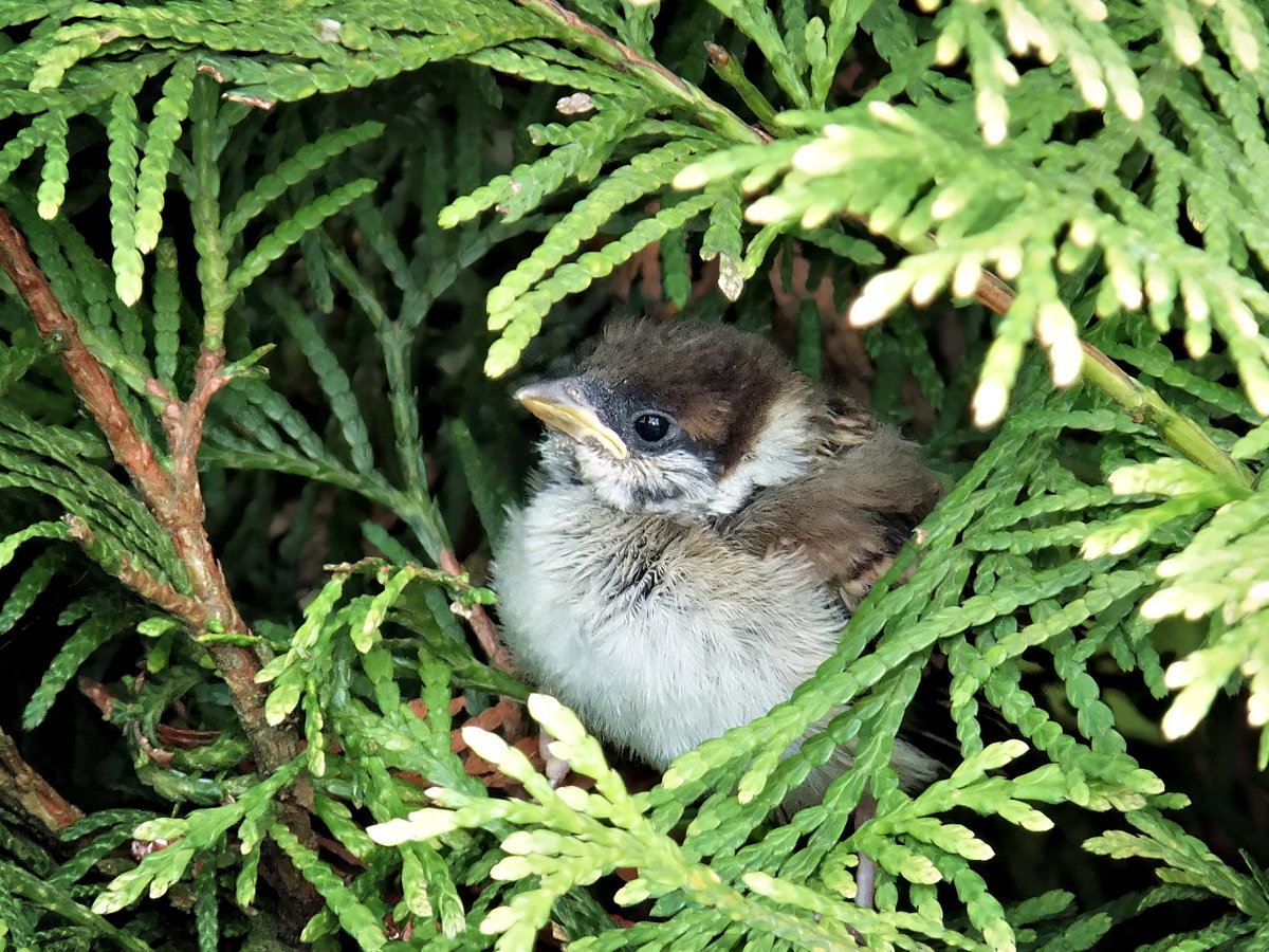 PEKHTography's tweet image. In a #cozy #refuge, #bashful #fledglings evolve into #bold #aviators #ready to conquer the #skies.
