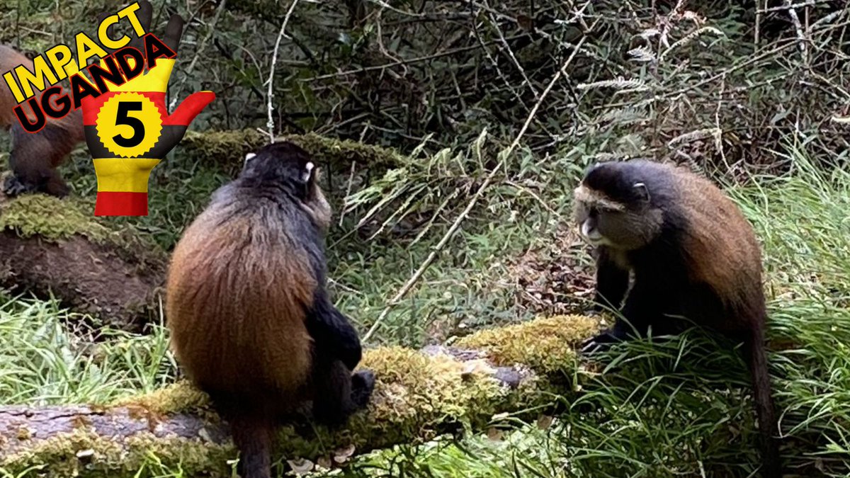 TrueImpact7's tweet photo. Stop monkeying around. It is time to get registered.
.
https://t.co/y6NAfrYXTI

#5k #10k #funrun #Uganda #walking #running #feedthechildren https://t.co/j5TbZ3qntW