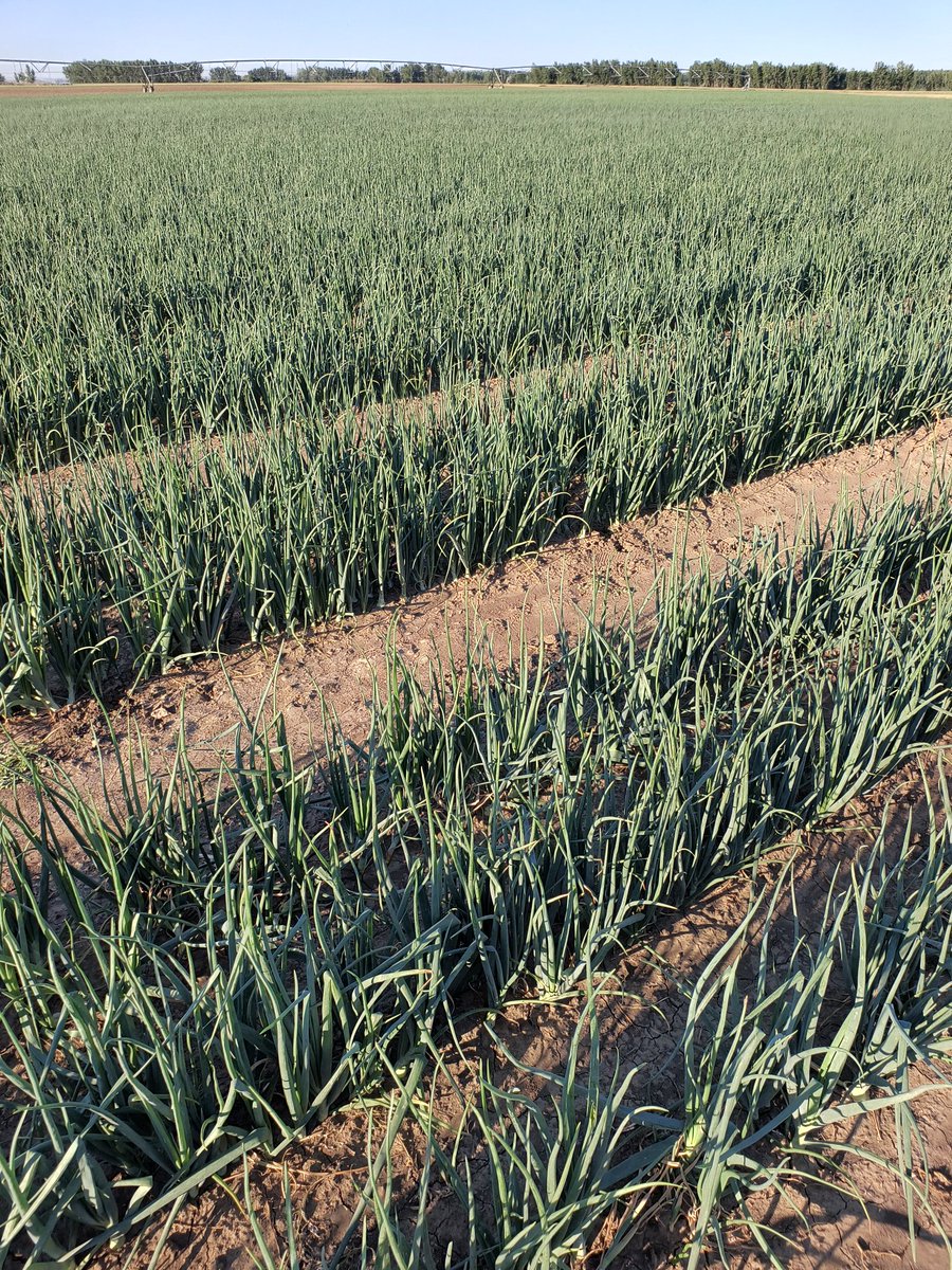 After a long fight we have finished the hand weeding of our onions.  Weeding within the row is a challenge with growing onions.
