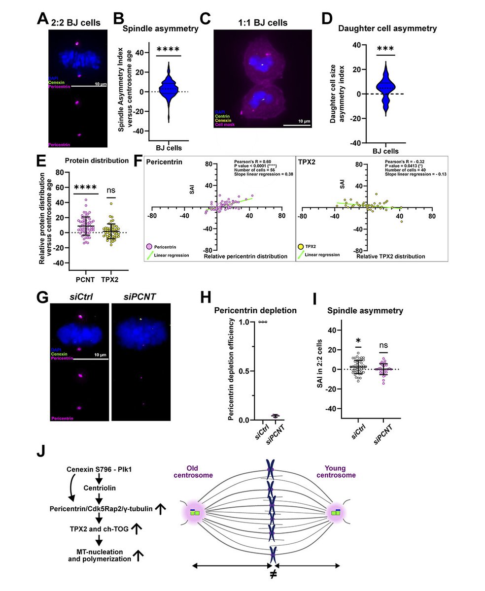 Journal of Cell Biology (@jcellbiol) on Twitter photo .<a href="/AlexT_biology/">Alexandre Thomas</a> & <a href="/LabMeraldi/">Meraldi lab</a> reveal that centrosome age breaks the symmetry of spindle size through a differential microtubule nucleation capacity. Image shows that centrosome age also breaks spindle symmetry in human fibroblast cells. hubs.la/Q02GQcRz0
#CellDivision .<a href="/AlexT_biology/">Alexandre Thomas</a> & <a href="/LabMeraldi/">Meraldi lab</a> reveal that centrosome age breaks the symmetry of spindle size through a differential microtubule nucleation capacity. Image shows that centrosome age also breaks spindle symmetry in human fibroblast cells. hubs.la/Q02GQcRz0
#CellDivision