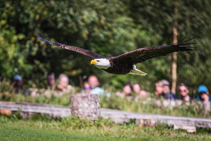 LIVIN' LA VIDA LAKER 
Three weeks to Sea Power’s Krankenhaus Festival in a Lakeland castle. Few tickets left. Nadine Shah, BC Camplight, Maxine Peake, Sea Power, Lovely Eggs Book Club, The Fallen Women, birds of prey and Lord of Lords Lias Saoudi. Tickets: krankenhausfestival.com