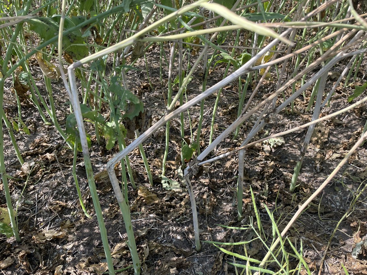 Jessica Runge tweet media