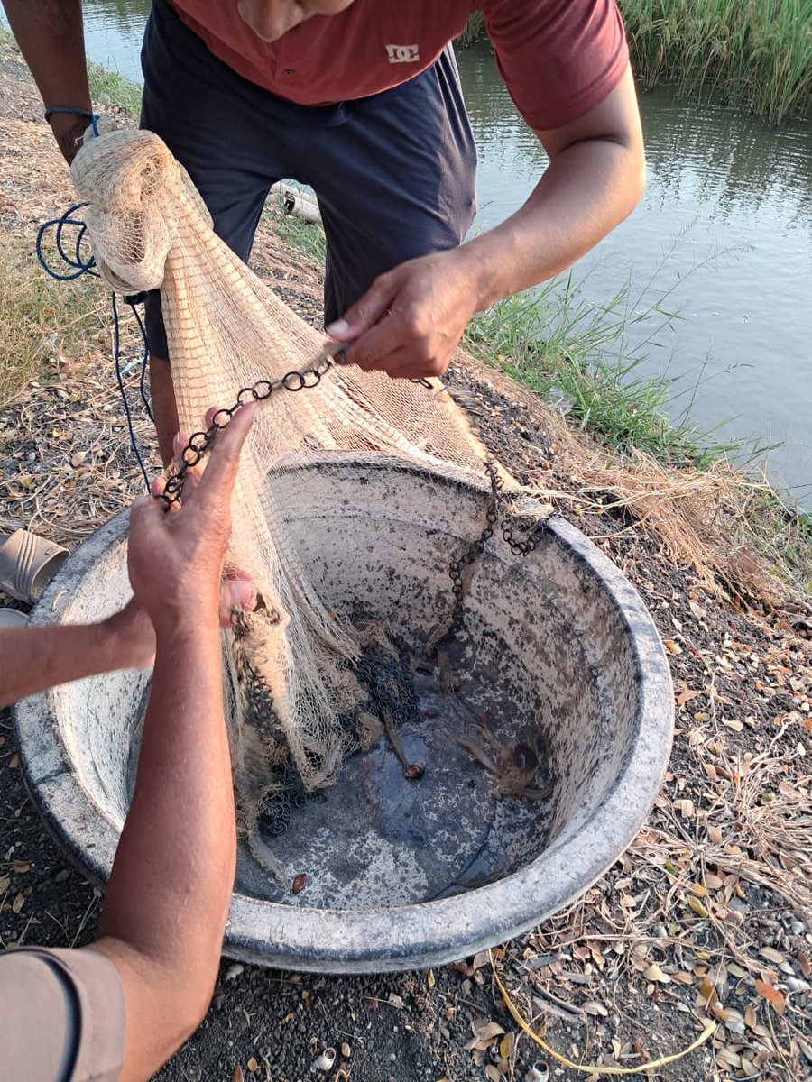 Ayu Pratiwi tweet media