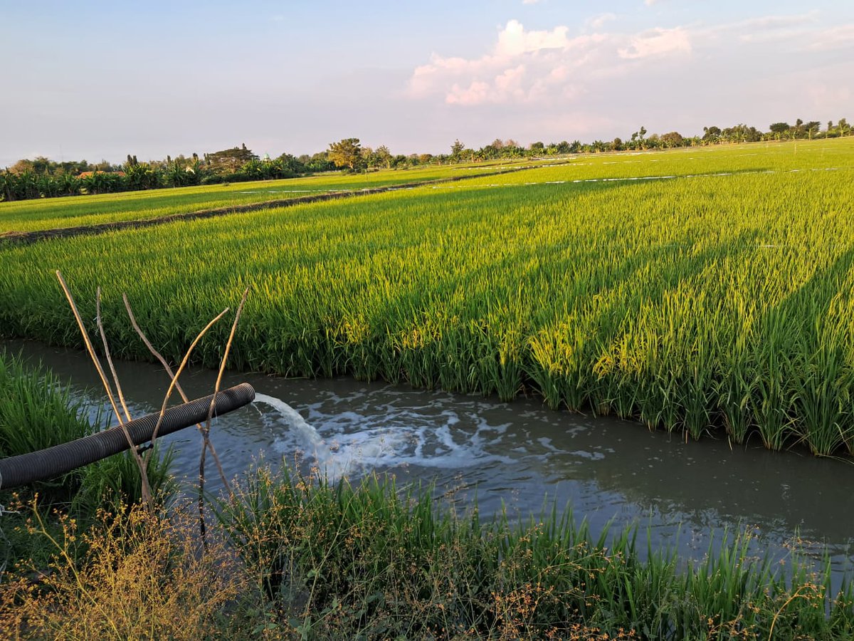 Ayu Pratiwi tweet media