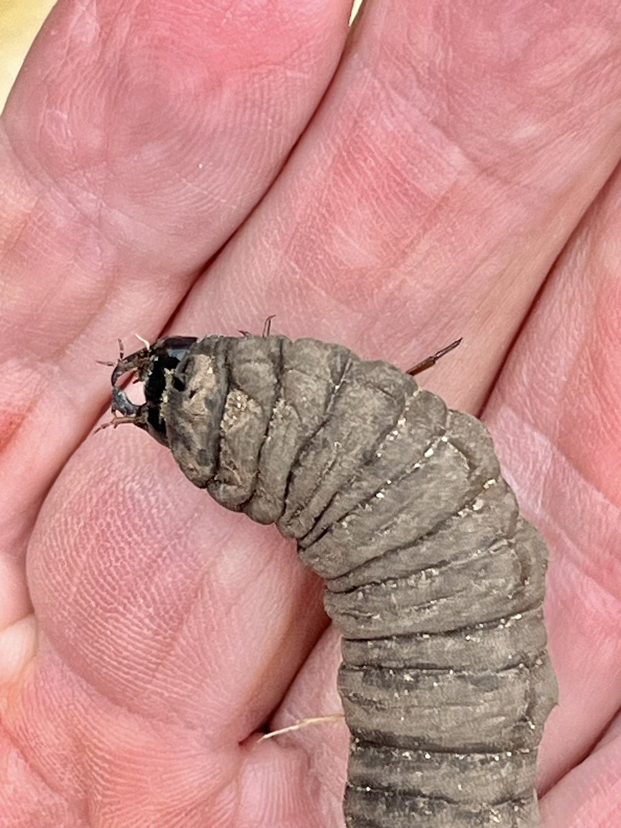 Great Silver Water Beetle larvae found on path at Rimac. Awesome jaws. <a href="/NaturalEngland/">Natural England</a> <a href="/OwenBeaumont1/">Owen Beaumont</a> <a href="/LincsBeetles/">Charlie Barnes</a> <a href="/philespin/">Phil Espin</a> <a href="/Chris2Grimshaw/">Chris Grimshaw</a> <a href="/LincsNaturalist/">LNU</a>