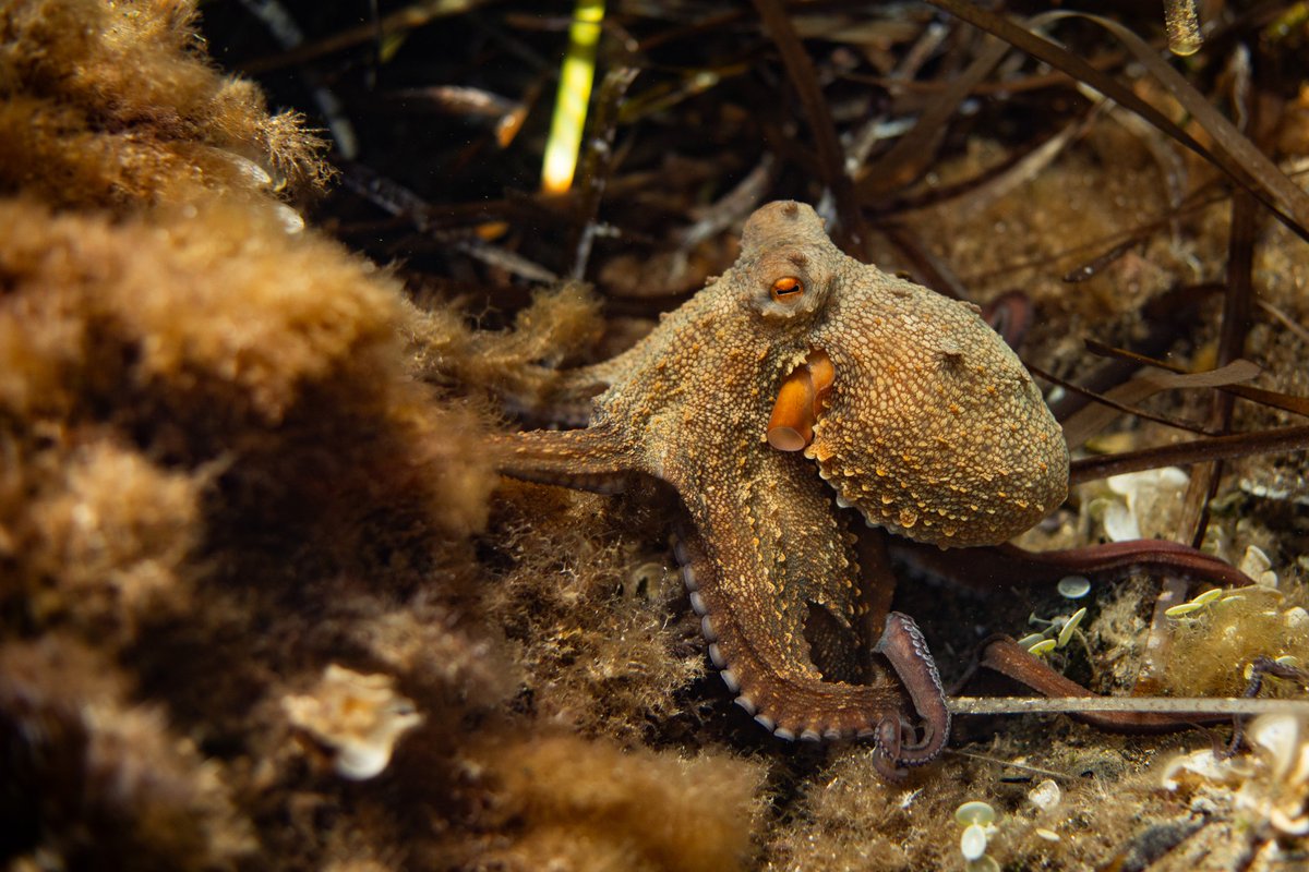 Have you ever seen octopus poop? No? Here you go! This octopus sent it to me as a gift, I'm sending it to you in return, don't thank me 💩🙈
PS : It was a very good meal for the oblades