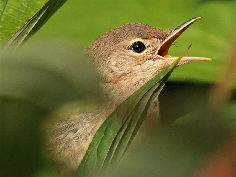 Here are Ed Wilson's sightings from today at Priorslee Lake and The Flash, Telford, Shropshire <a href="/sosbirding/">ShropshireBirdingNews</a> <a href="/BC_WestMids/">West Midlands Butterfly Conservation</a> <a href="/My_Wild_Telford/">My Wild Telford</a> <a href="/BTO_Shropshire/">BTO Shropshire</a> <a href="/ShropBotany/">Shropshire Botany</a>

Today's Photo: A juvenile Reed Warbler begs a parent to feed it.

friendsofpriorsleelake.blogspot.com/2024/07/31-jul…