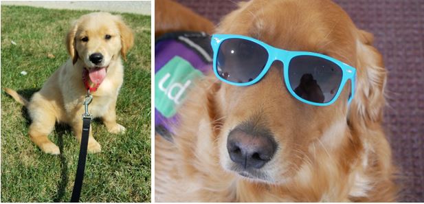 Mrs_Nace's tweet photo. Happy 5th birthday to the coolest and most loved dog around Big Spring...LINCOLN! Join me in wishing our favorite four-legged friend a doggone, wonderful birthday! ❤🦮 #BSMSrocks #BSSDproud https://t.co/bAxIAjeuVA