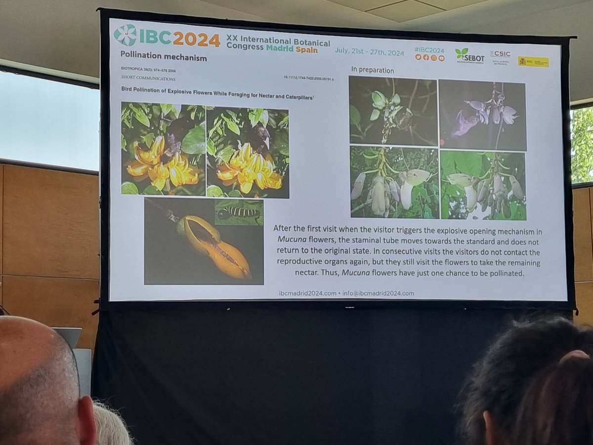 Susan Rutherford (@sr_botany) on Twitter photo We had a great time on the last day of the #IBC2024, attending an excellent symposium on pollination by <a href="/renzongxin/">Zong-Xin Ren</a>. A big thanks to the IBC, the city of Madrid and all involved for such a fantastic conference! We had a great time on the last day of the #IBC2024, attending an excellent symposium on pollination by <a href="/renzongxin/">Zong-Xin Ren</a>. A big thanks to the IBC, the city of Madrid and all involved for such a fantastic conference!