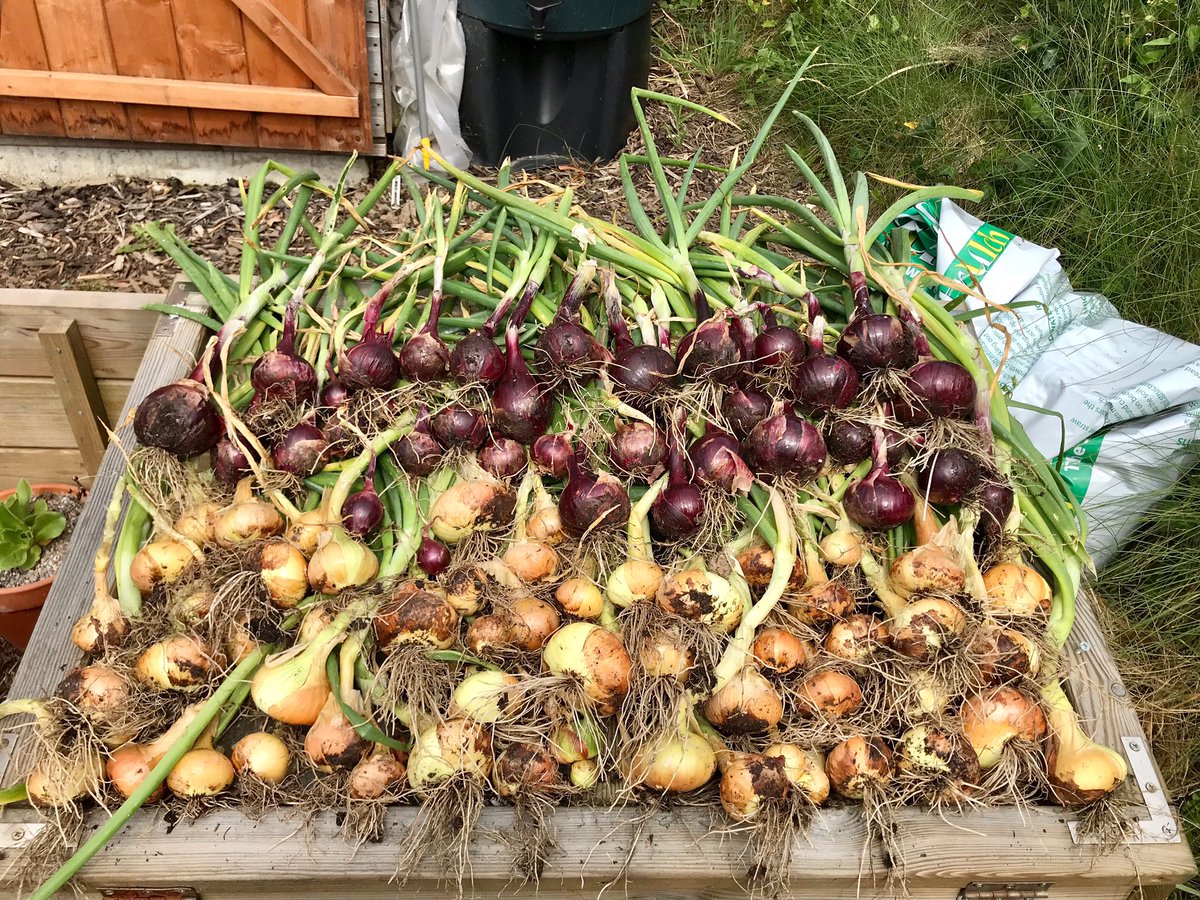 keithtesterliv1's tweet image. Just lifted the onions from sets here at The Devon Patch, they are now drying off on the cold frame. Big and small, but they will all be used over the coming months. Still got the seed sown to lift at some point. #thedevonpatch #onions #coldframe #veglife #vegetables #red #white