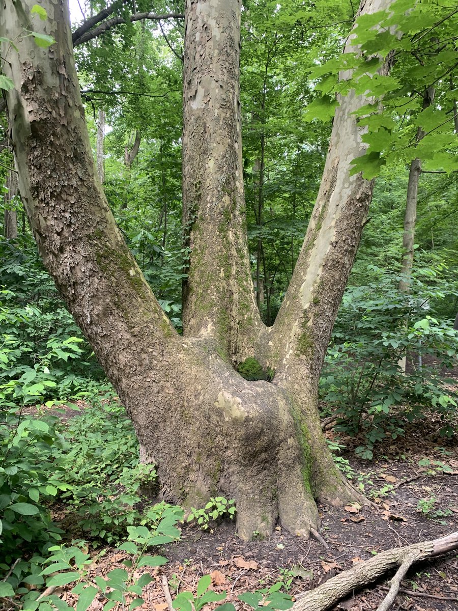 Kennedy Woods is a 45-acre forest southeast of the sanctuary with 6 km of paths. Here, you will see many unique species of plants &amp; local wildlife. When you arrive, look at the trail map located at the trail parking lot to see where to go &amp; where to find the forest's highlights!
