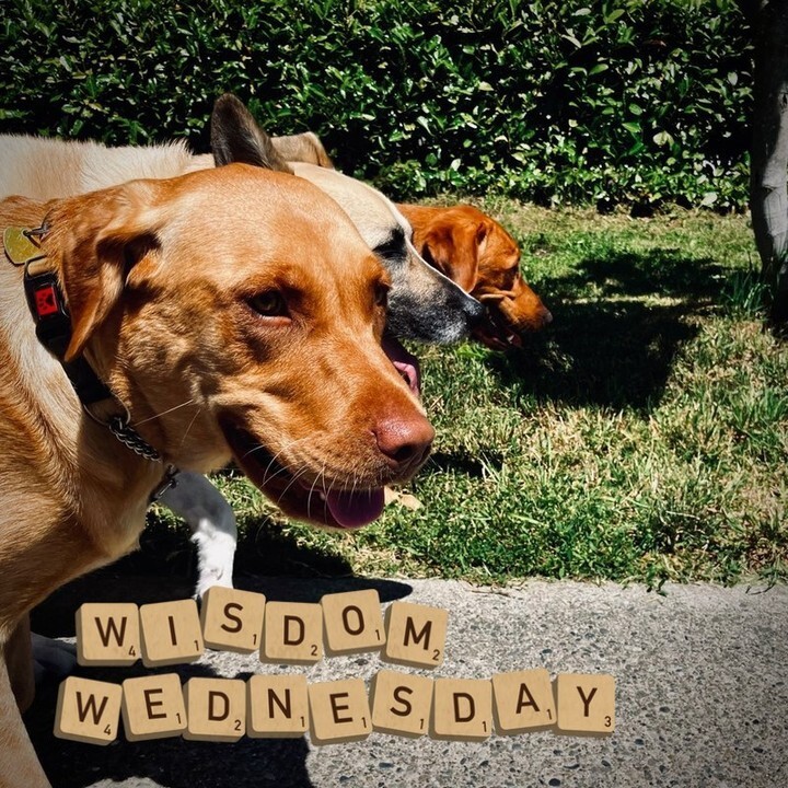 Taking your furry friend for a walk isn't just a stroll - it's a social event! Start slow, watch body language, use treats for good behavior, respect boundaries, and keep practicing. Be prepared with essentials cause you never know when your dog might decide to make a mess!