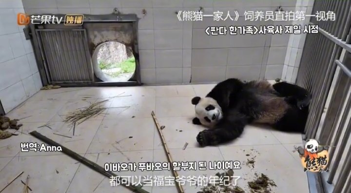 panda_fubao's tweet photo. 사육사시점 영상에서~
*허허  6세
줄기만 있음. 마른데는 이유가 있음. 문 열려있음.
나이많은 이바오보다 줄기 많음~정자채취 앞으로 꾸준히 계속 해야하니깐..
*푸바오~영상의 주인공
방송중임. 풍성한 줄기와 댓잎. 관람객맞이 음식으로 이동조절 해야는데 이렇게 줄리가 없음..
문 닫혀있음~관람객맞이 문조절 해야함
*이바오  18세
줄기만 몇개. 댓잎 없음. 
평소에 저렇게 주는 듯..
문 열려있음
*타이산  19세
댓잎 줄기 많음. 나이많은 판다 평소에 저렇게 줄리가 있나.. 제일 신경 안썼는데 평상 없었고 잡초 제일 많았음. 지적한 유튜버 의식한 듯.. 간만에 많이 먹고 기분 좋은듯.. 문 닫혀있음~다음날 영상찍어야되는데 다른 애들이 대나무 다 먹으면 안됨. 이미 새 쥐들이 간만에 만찬을 벌였을 듯..
선수핑기지
중국판다보호연구센터
#푸바오 #panda #fubao
#福宝 #パンダ
#SaveFubao #China
망고TV
에버랜드주토피아 Anna