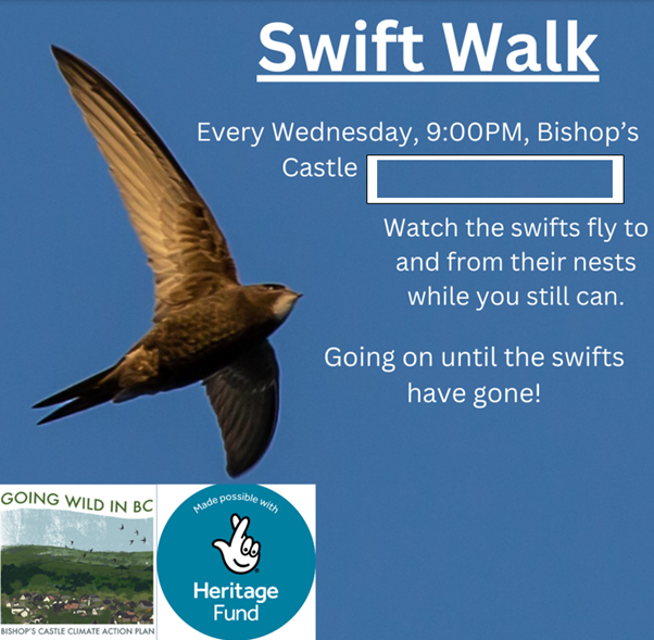 Come and join us tonight at 9:00pm the Market Square to watch the annual spectacle of our swifts foraging before it's too late! Contact Pete at: petercarty@bishopscastle.co.uk for more info