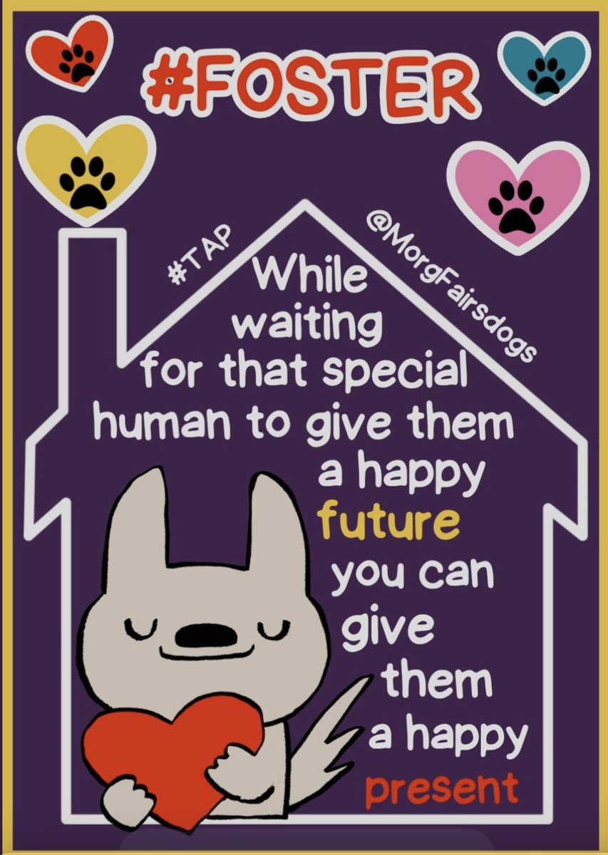 StellaA72142431's tweet image. New Intake Olympic ID#206056, shy little guy, who wouldn’t be in a full shelter! Please consider this sweet guy if you are available to #foster. #AdoptDontShop Open your home and heart ❤️ and he will give you happiness and lots of love for the rest of his!