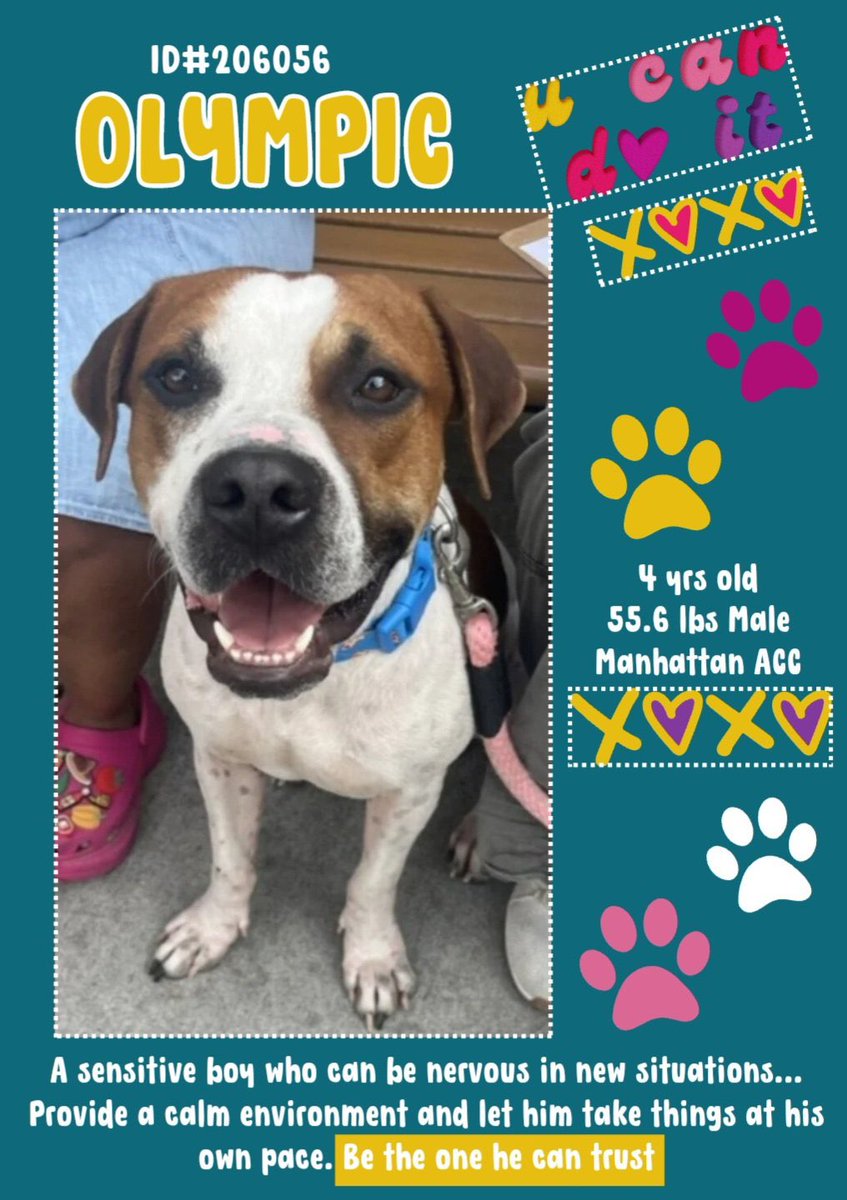 StellaA72142431's tweet image. New Intake Olympic ID#206056, shy little guy, who wouldn’t be in a full shelter! Please consider this sweet guy if you are available to #foster. #AdoptDontShop Open your home and heart ❤️ and he will give you happiness and lots of love for the rest of his!