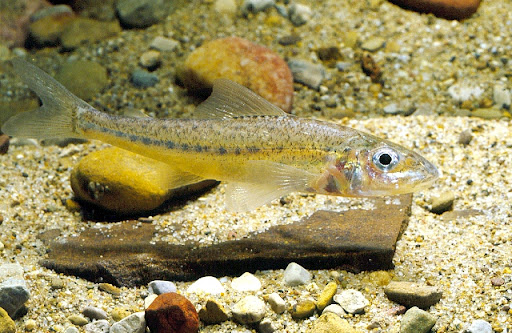 Dr. Justin S. Lesser, Ph.D. tweet media