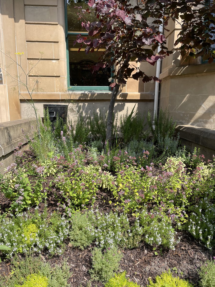 UofG Estates (@uofgestates) on Twitter photo Our <a href="/UofGlasgow/">University of Glasgow</a> Grounds team love a theme! Have you spotted the English rose garden outside the English Literature department, and the Scottish heather outside Gaelic & Celtic Studies along University Gardens? 🌹🪻 Our <a href="/UofGlasgow/">University of Glasgow</a> Grounds team love a theme! Have you spotted the English rose garden outside the English Literature department, and the Scottish heather outside Gaelic & Celtic Studies along University Gardens? 🌹🪻