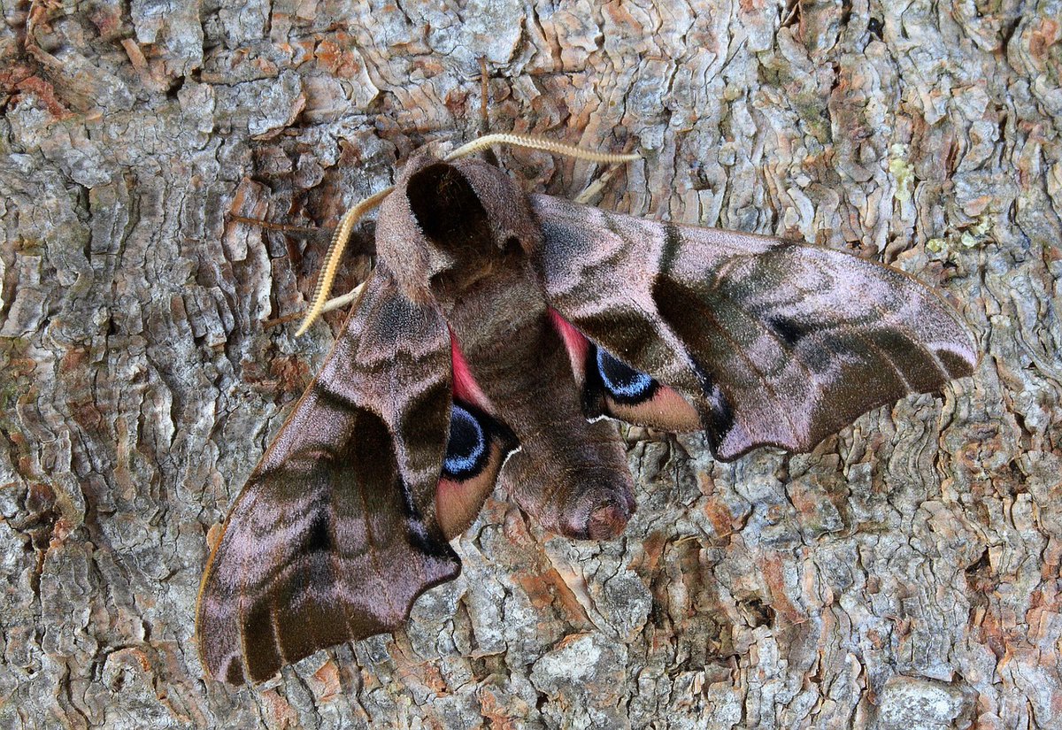Come along and join us for our FIRST EVER Bishop's Castle Moth Group! Come along on Monday 12th between 8 and 12 to The Old Vicarage for a moth breakfast, where we'll be unboxing some beauties caught in our moth traps the previous night (pain free, only lightbulbs involved).