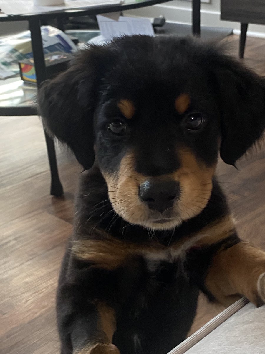 Ohio State Pulmonary Critical Care Fellowship tweet media